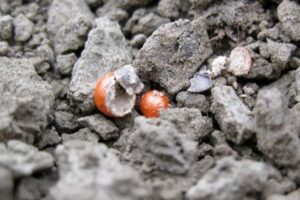 Muizenschade in suikerbieten voorkomen