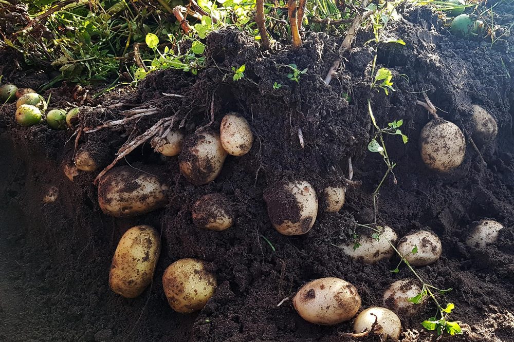 Promotieonderzoek: Aardappelteelt met zaad komt dichterbij dankzij hybride TPS