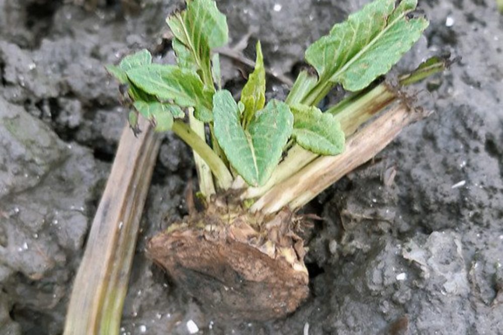 Voorkom vergelingsziekte: ruim bietenresten en bietenhopen op vóór 15 maart