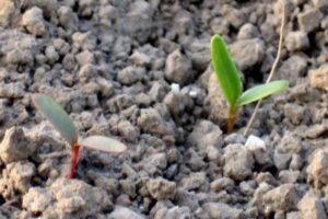 Advies-applicatie onkruidbeheersing suikerbieten weer up-to-date voor 2026