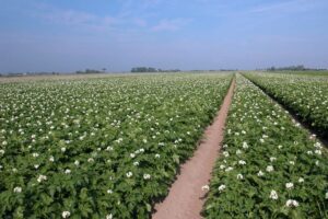 "Een agressieve ziekte gaan we toch niet tegenhouden met een paracetamolletje?"