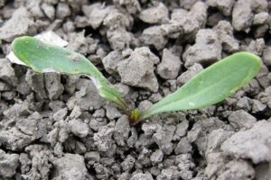 Maatregelen tegen slakken: maak een fijn zaaibed