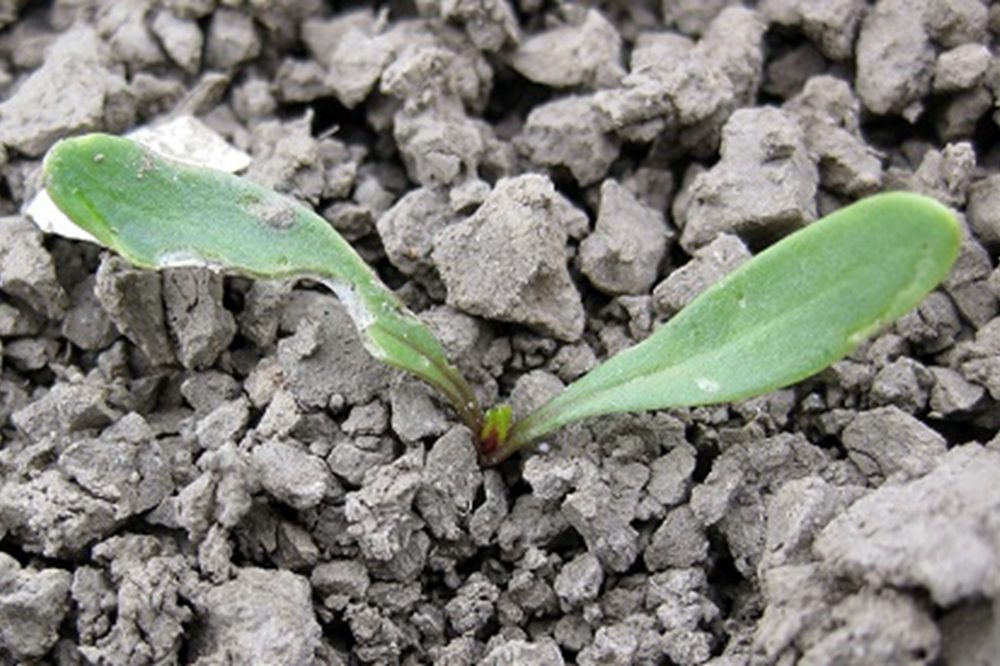 Maatregelen tegen slakken: maak een fijn zaaibed