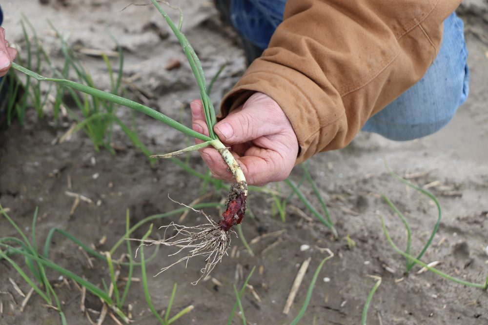 "Zomerzaaiuien telen ging écht niet meer"