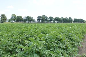 NAO benadrukt uitzonderlijk marktjaar tijdens Nationale Aardappelweek