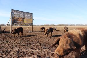 Akkervarken helpt met onkruidbestrijding
