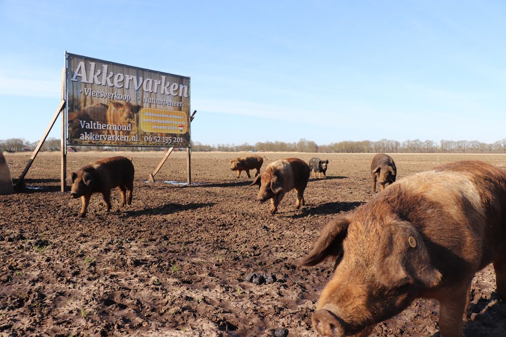 Akkervarken helpt met onkruidbestrijding