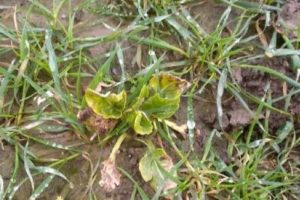 Controleer bietenopslag in granen en onderneem tijdig actie