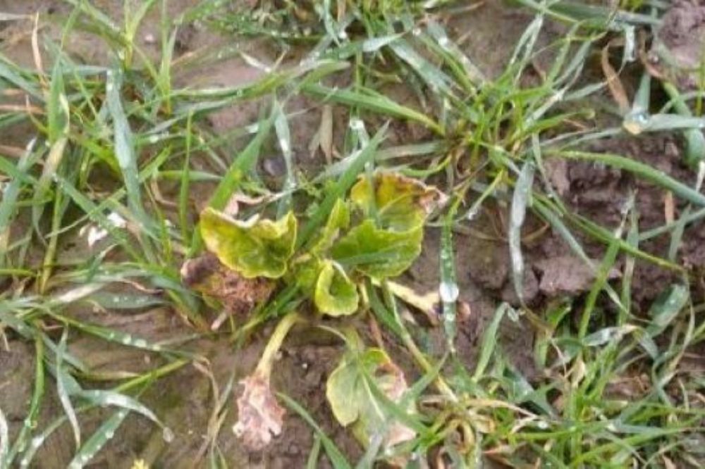 Controleer bietenopslag in granen en onderneem tijdig actie