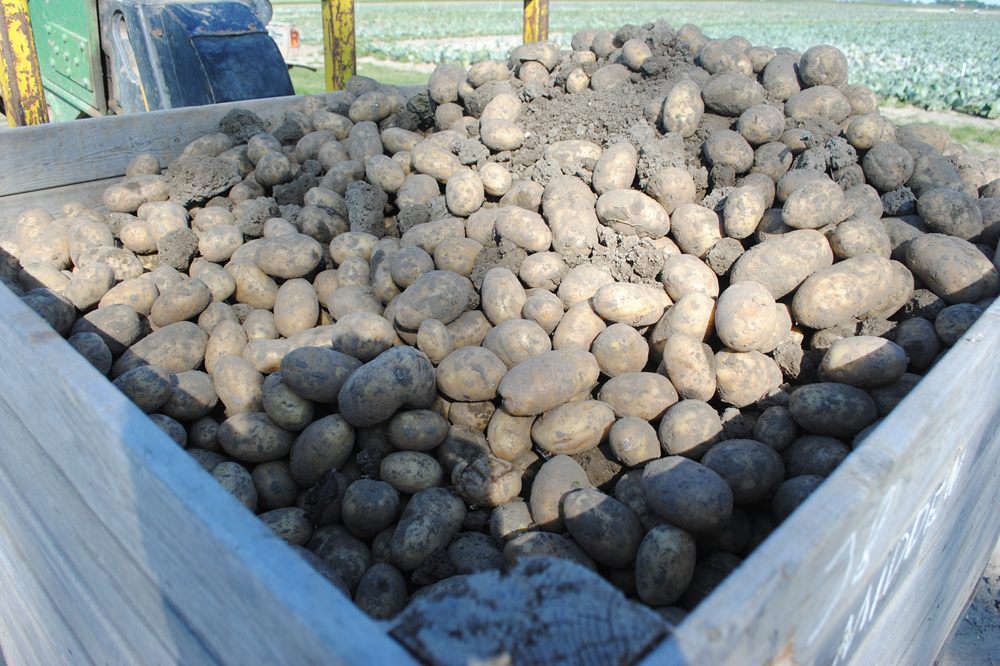 Voor uitrijden van aardappelen op de akker gelden strikte eisen