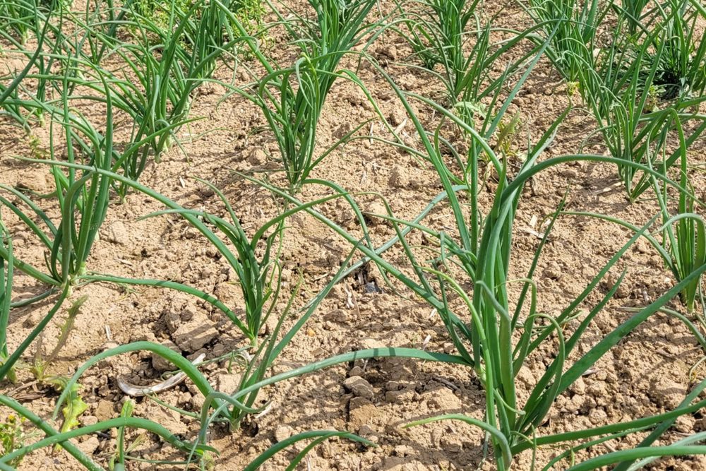 Bemesting in uienteelt: volg de stroom, stuur gericht bij