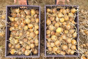 Calcium ondersteunt groeihormonen van de ui