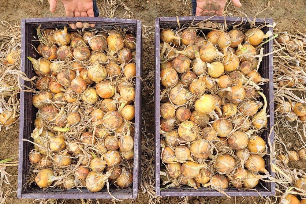 Calcium ondersteunt groeihormonen van de ui