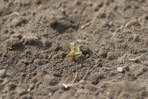 Hazenvraat in bieten weer zichtbaar: schade melden helpt bij inzicht en aanpak