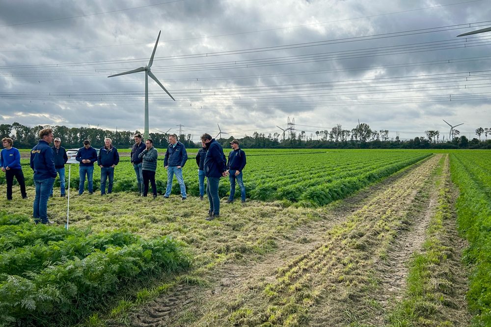 Voorbereidingen vierde editie Nationale Peen Manifestatie in volle gang