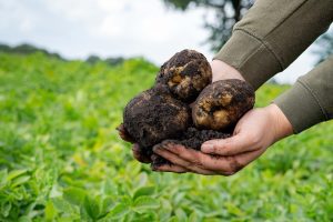 Telers in Noord-Nederland maken zich zorgen om virusdruk in pootgoedteelt