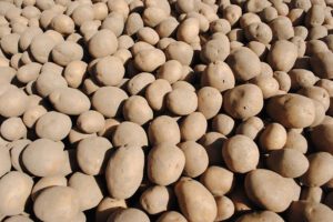 Flikweert Vision introduceert nieuwe QualityGrader voor aardappelen en uien 