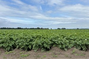 Biologische sector groeit naar €2 miljard omzet, aanbod blijft achter