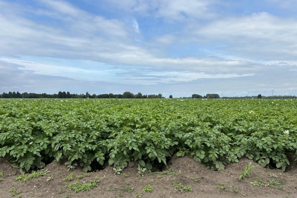 Biologische sector groeit naar €2 miljard omzet, aanbod blijft achter