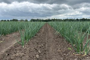 Oppervlakte biologische landbouwgrond groeit met 3,1 procent in 2025