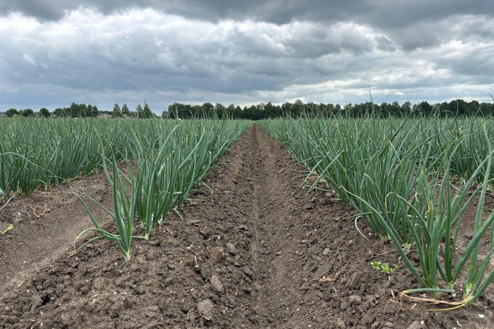 Oppervlakte biologische landbouwgrond groeit met 3,1 procent in 2025