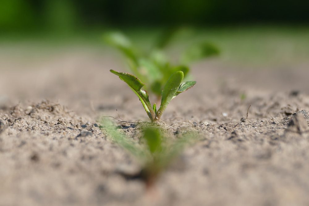Plantwegval van bieten in het voorjaar herkennen