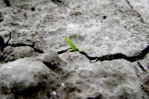 Korst belemmert opkomst op vroeggezaaide percelen