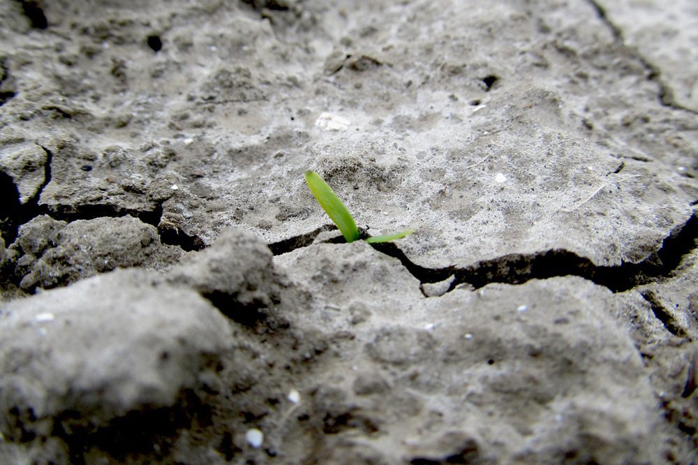 Korst belemmert opkomst op vroeggezaaide percelen