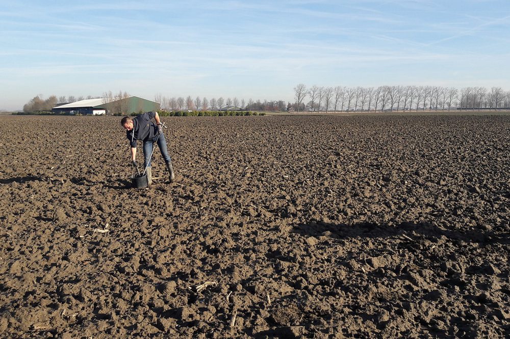 Wat is het stikstofgehalte op de suikerbietenpercelen?