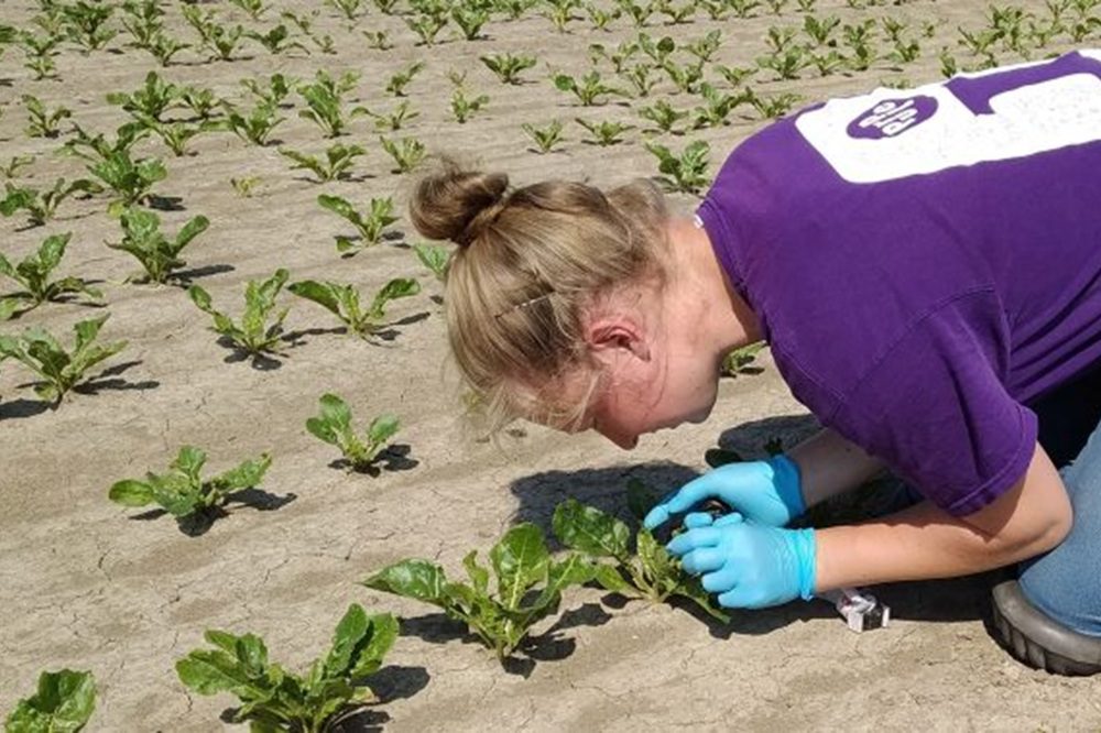 Bladluiswaarschuwingsdienst in suikerbieten weer gestart
