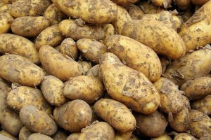 Aardappelen veredelen die beter reageren op biologicals