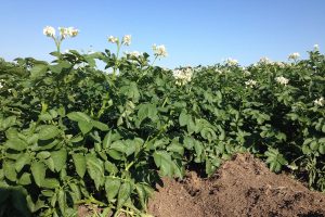 Meer opbrengst dankzij de inzet van Quantis in aardappelen
