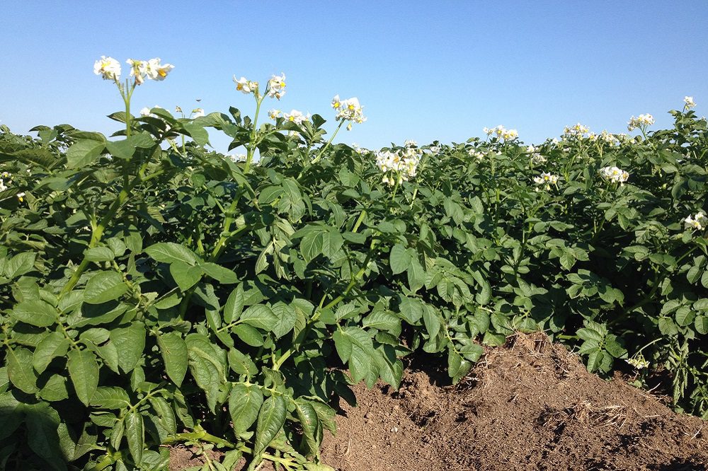 Meer opbrengst dankzij de inzet van Quantis in aardappelen