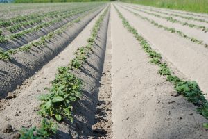 Aangifte pootgoed indienen kan tot en met 20 mei 2026