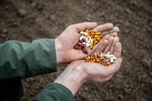 HAK start proef met 'vergeten' peulvruchten bij Zuid-Hollandse teler