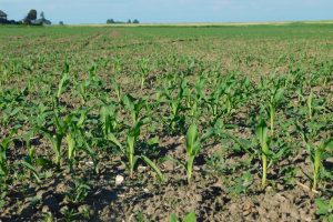 Hoge temperaturen en voorspoedige inzaai beïnvloeden de grondstoffenmarkt