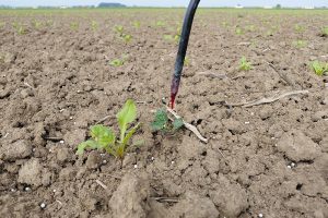 Bestrijding van aardappelopslag in suikerbieten