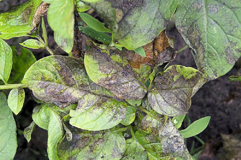 Plotjes helpen resistentiegenen Phytophthora te beschermen