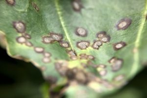 Hoge infectiewaarden voor Cercospora op bietenpercelen