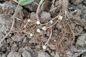 Controle op knolcyperus start vanaf 1 juni