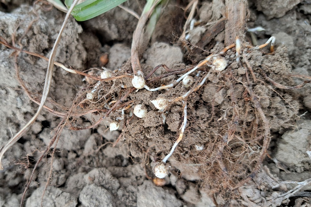 Controle op knolcyperus start vanaf 1 juni