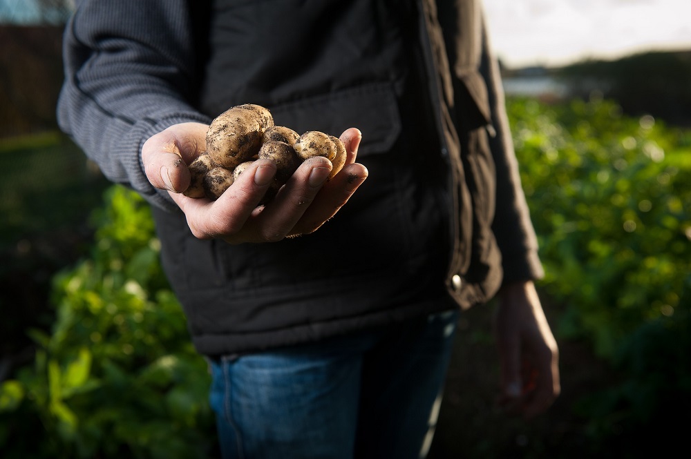 Solynta registreert eerste diploïde hybride aardappelras uit aardappelzaad op Nederlandse Rassenlijst