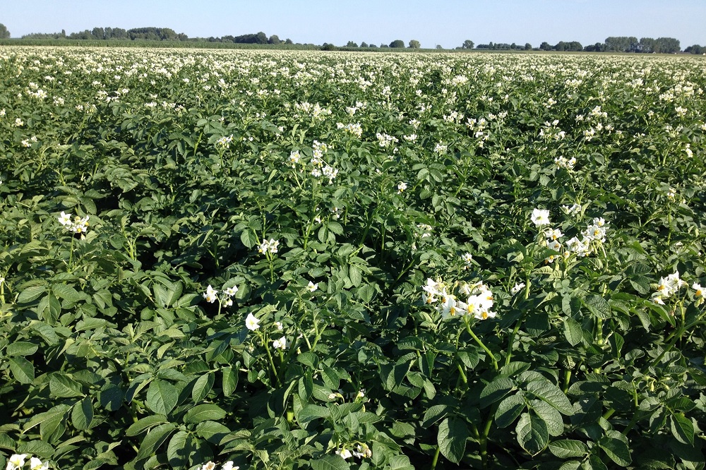 Start veiling Thoolse primeur aardappelen op 4 juni