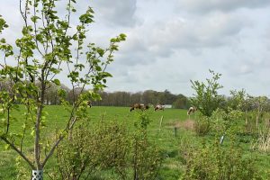 Agroferestry: bouwen aan een weerbaar landbouwsysteem