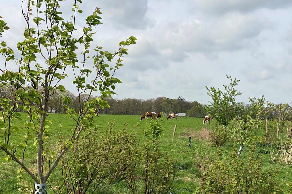Agroferestry: bouwen aan een weerbaar landbouwsysteem