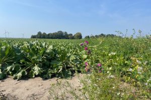 Biodiversiteitsmonitor Akkerbouw gaat volgende fase in