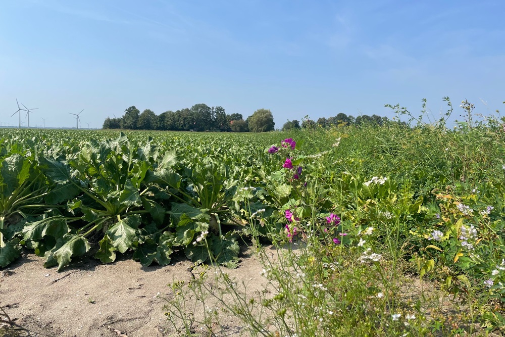 Biodiversiteitsmonitor Akkerbouw gaat volgende fase in