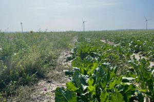 De BiodiversiteitsMonitor Akkerbouw-app vertaalt teeltkeuzes naar KPI-scores