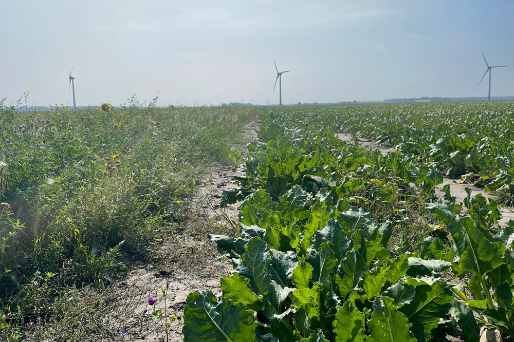 De BiodiversiteitsMonitor Akkerbouw-app vertaalt teeltkeuzes naar KPI-scores