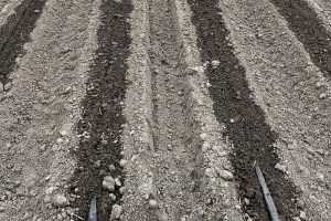 Druppelirrigatie in uien: "Je hebt altijd een mooi blok uien"